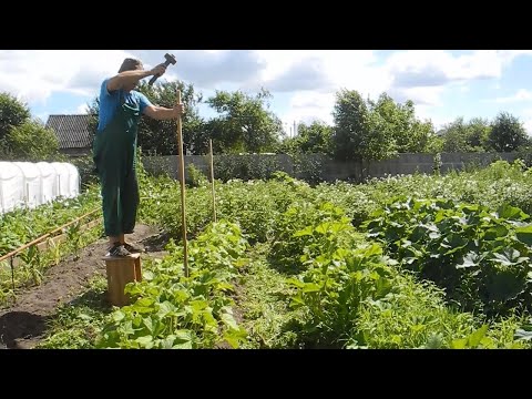 Видео: Как правильно подвязать огурцы