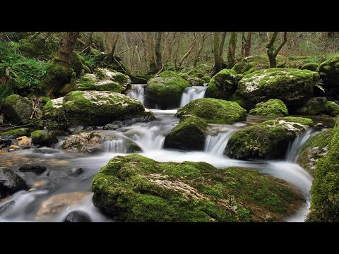 Видео: 3 часа - Успокаивающий звук ручья. Лесной ручей, Звуки природы. Шум воды. Горный ручей. Релакс