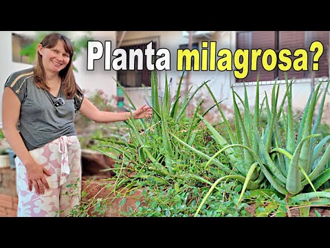 Видео: 10 основных лекарственных растений, которые нужно иметь дома