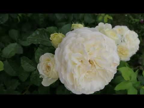 Видео: РОЗА ТРАНКВИЛИТИ (Tranquillity).