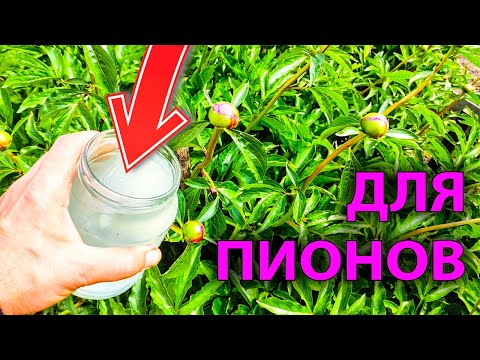 Видео: ПОДКОРМКА И ПОДВЯЗКА ПИОНОВ ПЕРЕД ЦВЕТЕНИЕМ НА МАКСИМАЛЬНЫЙ РАЗМЕР БУТОНА