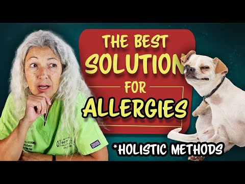 Видео: ЛУЧШИЙ метод, как ОСТАНОВИТЬ зуд кожи у собаки естественным путем 👉 Рекомендация ветеринара!