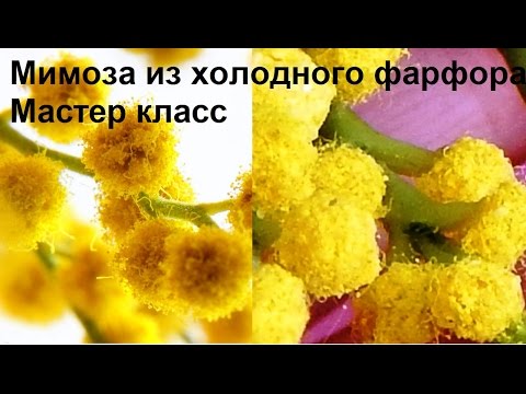 Видео: Мимоза из холодного фарфора МК. Лепим цветы мимозы из холодного фарфора или полимерной глины