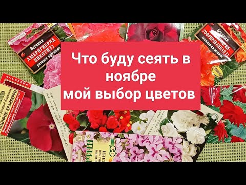 Видео: ЧТО БУДУ СЕЯТЬ В НОЯБРЕ. МОЙ ВЫБОР ЦВЕТОВ.