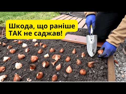 Видео: Спробуйте цей спосіб посадки тюльпанів! Саджаємо тюльпани 'під лопатку'!
