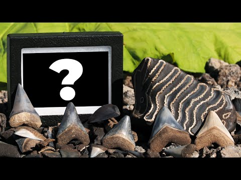 Видео: Открытие редкой окаменелости