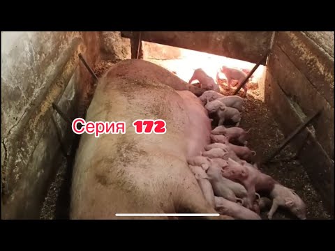 Видео: Поросят много не бывает ) +2 опороса