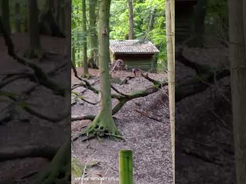 Видео: 1 ноября 2025 г.