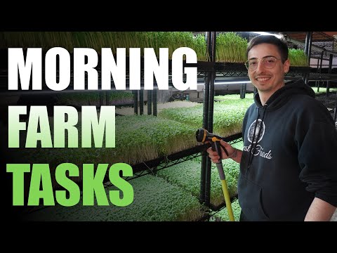 Видео: Утренние фермерские дела с микрозеленью (утренние дела) с Донни Грином