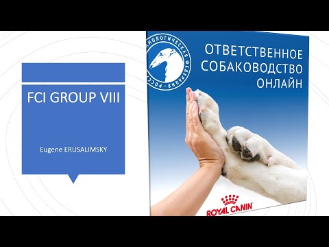 Видео: Особенности судейства десяти групп пород FCI Группа VIII | «Ответственное собаководство онлайн»