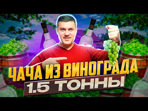 Видео: Чача из винограда КИШМИШ