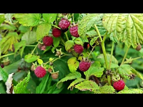 Видео: Малины и лисичек   сколько душе угодно!