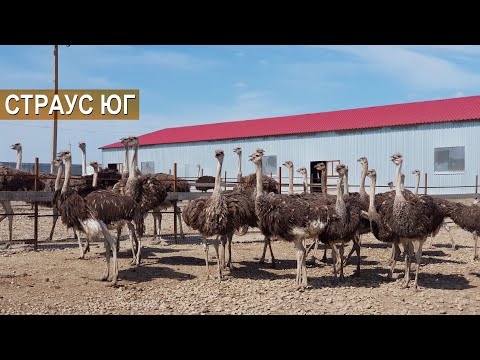 Видео: Страусиная ферма Страус Юг. КФХ Быстрицких. Рассказ о хозяйстве