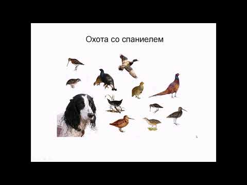 Видео: Лекция по натаске спаниелей