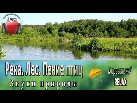 Видео: Река. Лес. Пение птиц. ЛЕТО. 2 часа // @RATiANA