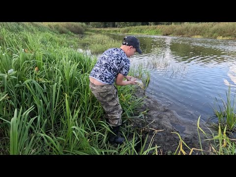 Видео: Вечером на щуку! Щука на спиннинг! Миша меня обловил как всегда