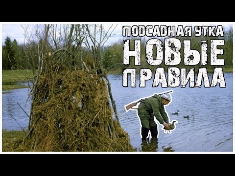Видео: Охота с подсадной  Новые правила охоты