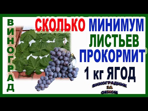 Видео: 🍇 Сколько листьев винограда оставляют на 1 кг ягод? Понятнее не бывает! Листовая поверхность куста.