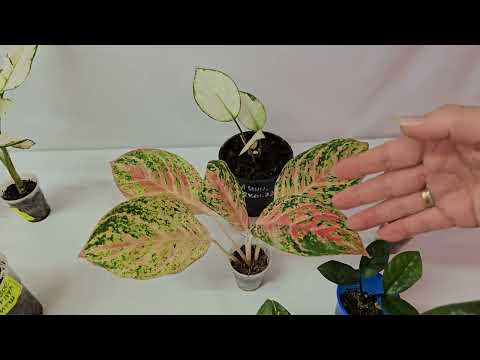 Видео: Осенняя распродажа наборов растений .30 сентября 2023 г.