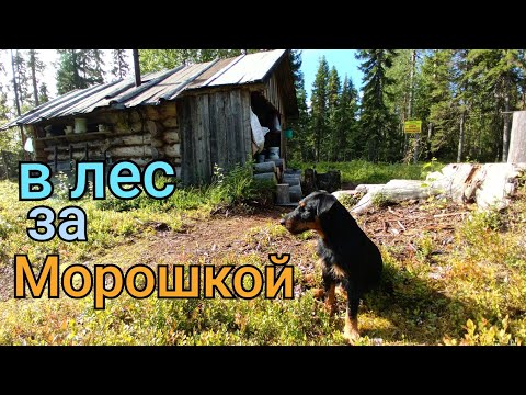 Видео: за морошкой в тайгу