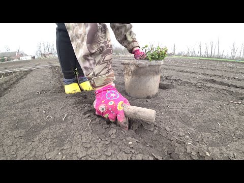 Видео: Как посадить подвой шиповника!
