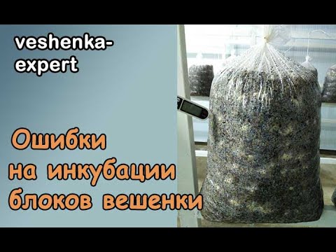 Видео: Почему появляются желтые пятна в грибном блоке на инкубации. Примордии лезут под пленку. Серия 3