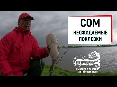 Видео: VLOG: Сом. Неожиданные поклевки. р. Неман. Июль 2020.