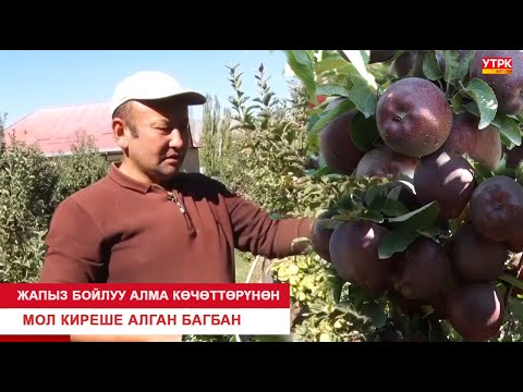 Видео: ЖАПЫЗ БОЙЛУУ АЛМА КӨЧӨТТӨРҮНӨН МОЛ КИРЕШЕ АЛГАН БАГБАН