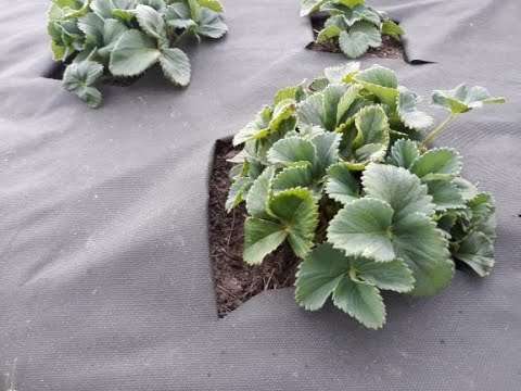 Видео: Клубника для начинающих. Первая весенняя подкормка клубники,посаженной на агроспан