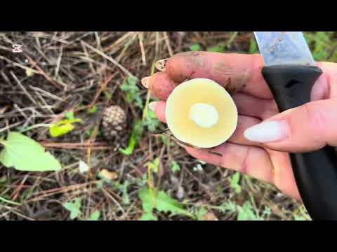 Видео: МАСЛЯТА, РЫЖИКИ, ЖУРАВУШКИ - их столько, аж ГЛАЗА РАЗБЕГАЮТСЯ🍄‍🟫😊👍