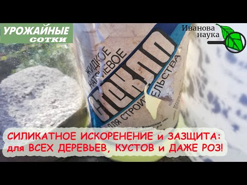 Видео: Даже ЮЖНЫЕ деревья ПЕРЕЗИМУЮТ! Силикатная обработка: вместо или вместе с искореняющей, даже для РОЗ!