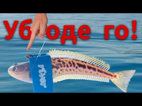 Видео: УБОДЕ ГО НАЙ-ОТРОВНАТА риба в ЧЕРНО МОРЕ! Риболов на САФРИД от ЛОДКА.