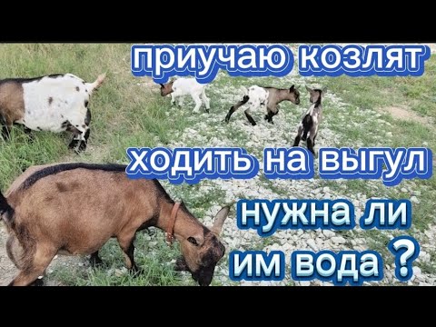 Видео: Нужна ли им вода? Приучаю козочек  ходить на выгул.