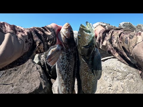 Видео: Непрерывный экшн LINGCOD с причала