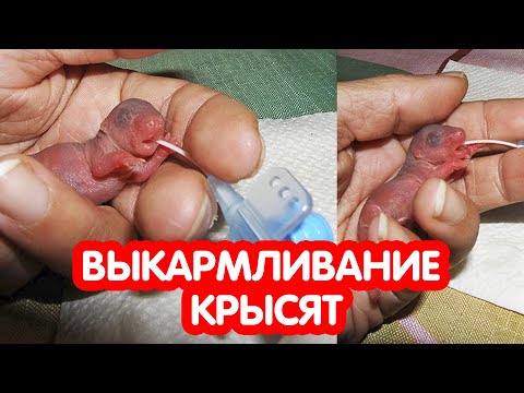 Видео: Выкармливание крысят. Как выкормить крысят?