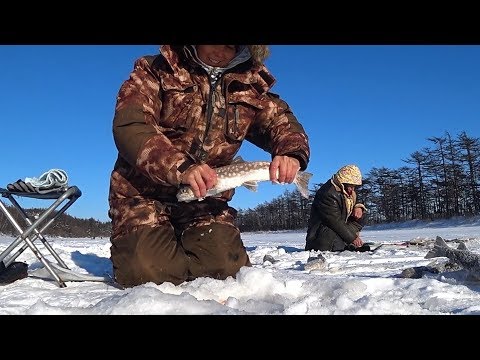 Видео: Лов кунджи на севере САХАЛИНА/бешеный клев / сиг / fishing