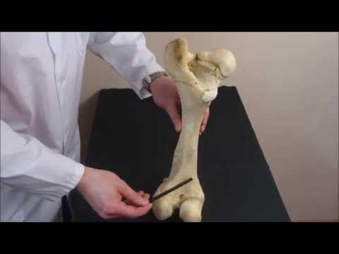 Видео: бедренная кость и коленная чашка крупного рогатого скота