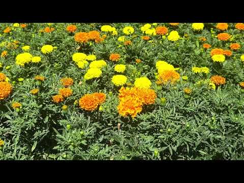 Видео: Park in Almaty. Сүйікті саябағымыз. Алматы қаласы. 