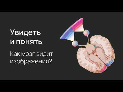 Видео: Зрительная кора: как мы видим?