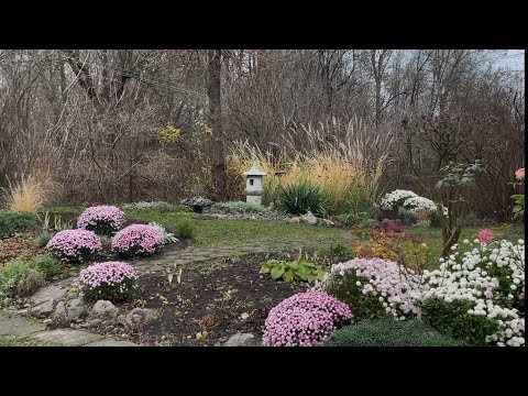 Видео: Рослини,які зберігають декоративність протягом сезону #садівництво #злаки 