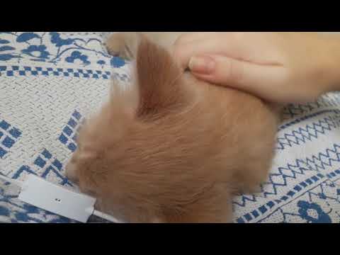 Видео: ACMP/Мурчание котика❤🐱