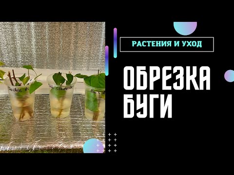 Видео: Невероятное преображение бугенвиллии Vera Deep Purple после кардинальной обрезки #бугенвиллия