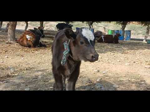 Видео: 18 октября 2025 г.