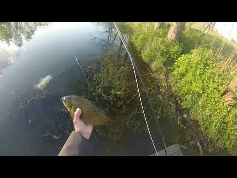 Видео: Карась на нахлыст fly fishing crucian