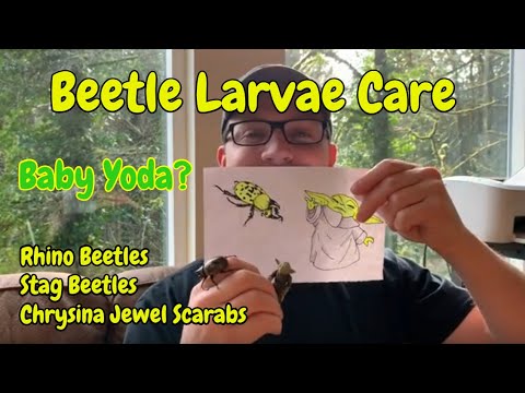 Видео: Памятка по уходу за личинками жука-носорога #beetlelarvacare #rhinobeetlelarvae