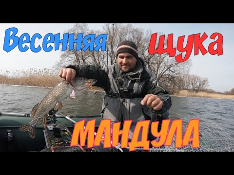 Видео: Ловля щуки на мандулу. Как поймать хищника весной?  Волшебная мандула творит чудеса.