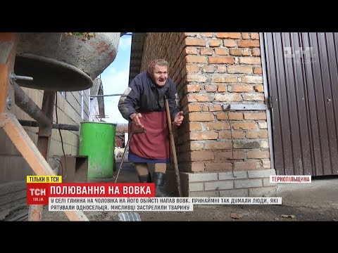 Видео: Упіймати вовка: селяни на Тернопільщині гуртом боролися зі звіром