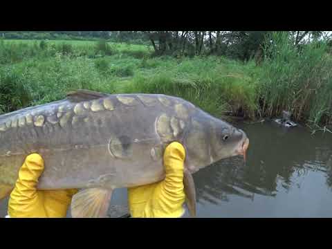 Видео: Коропа впіймати легко