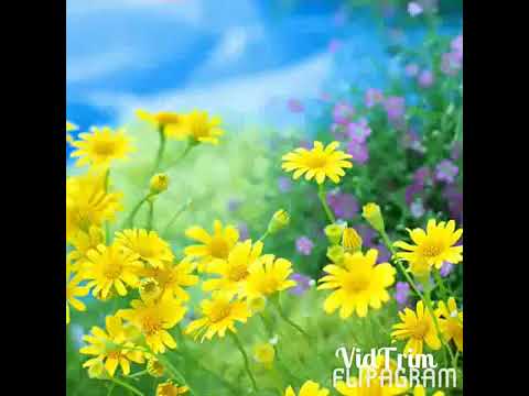 Видео: "Эйиэхэ" Инн Левин тыллара, Константин Мохначевскай матыыба. Видео Ивановой Е.А