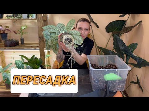 Видео: Долгожданная пересадка | Сажаю папоротник на кору